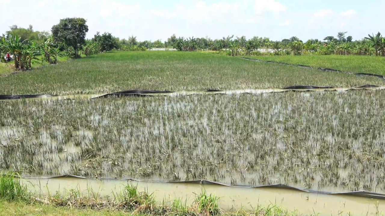 Lahan sawah milik petani Desa Karangwungu Lor, yang terendam air luapan Bengawan Solo. (Foto : Adyad Ammy Iffansah/jatimnow.com)