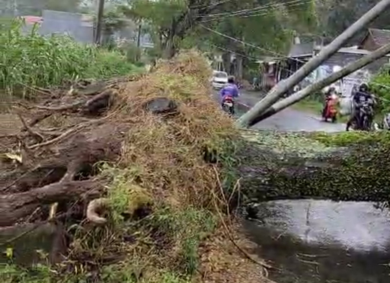 Kondisi pohon roboh ke jalan dan tutup akses (tangkapan layar video)