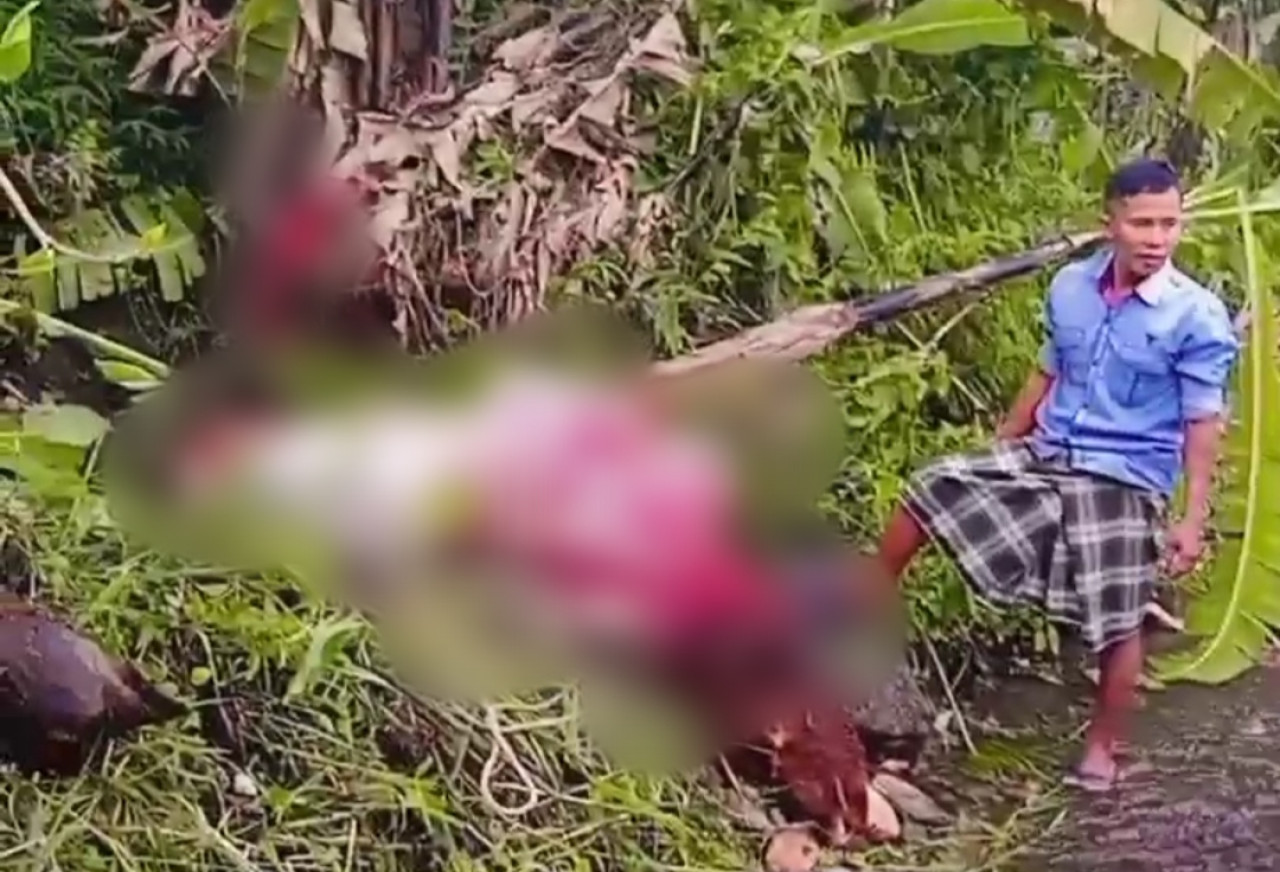 Maling Sapi Modus Jagal Resahkan Warga Ledokombo Jember