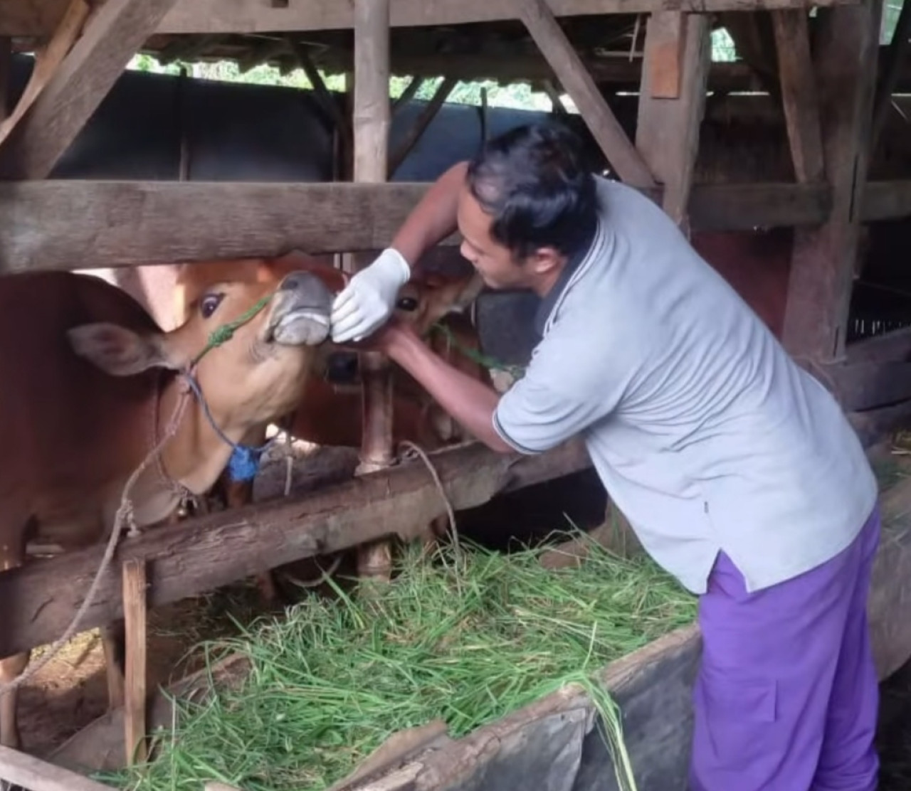 Ternak di Bangkalan. (Foto: Fathor Rahman/jatimnow.com)
