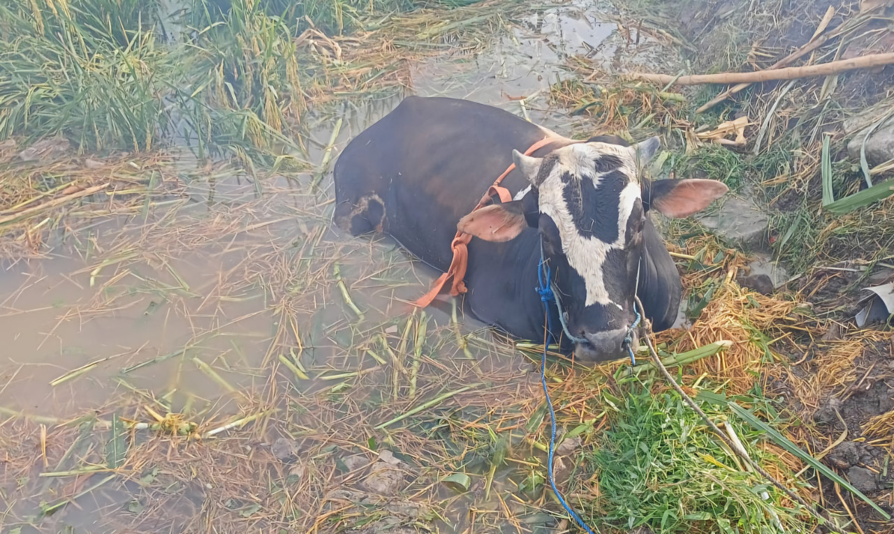Cerita Sapi Brahman Terjebak Kubangan Lumpur Dievakuasi Damkar Lamongan
