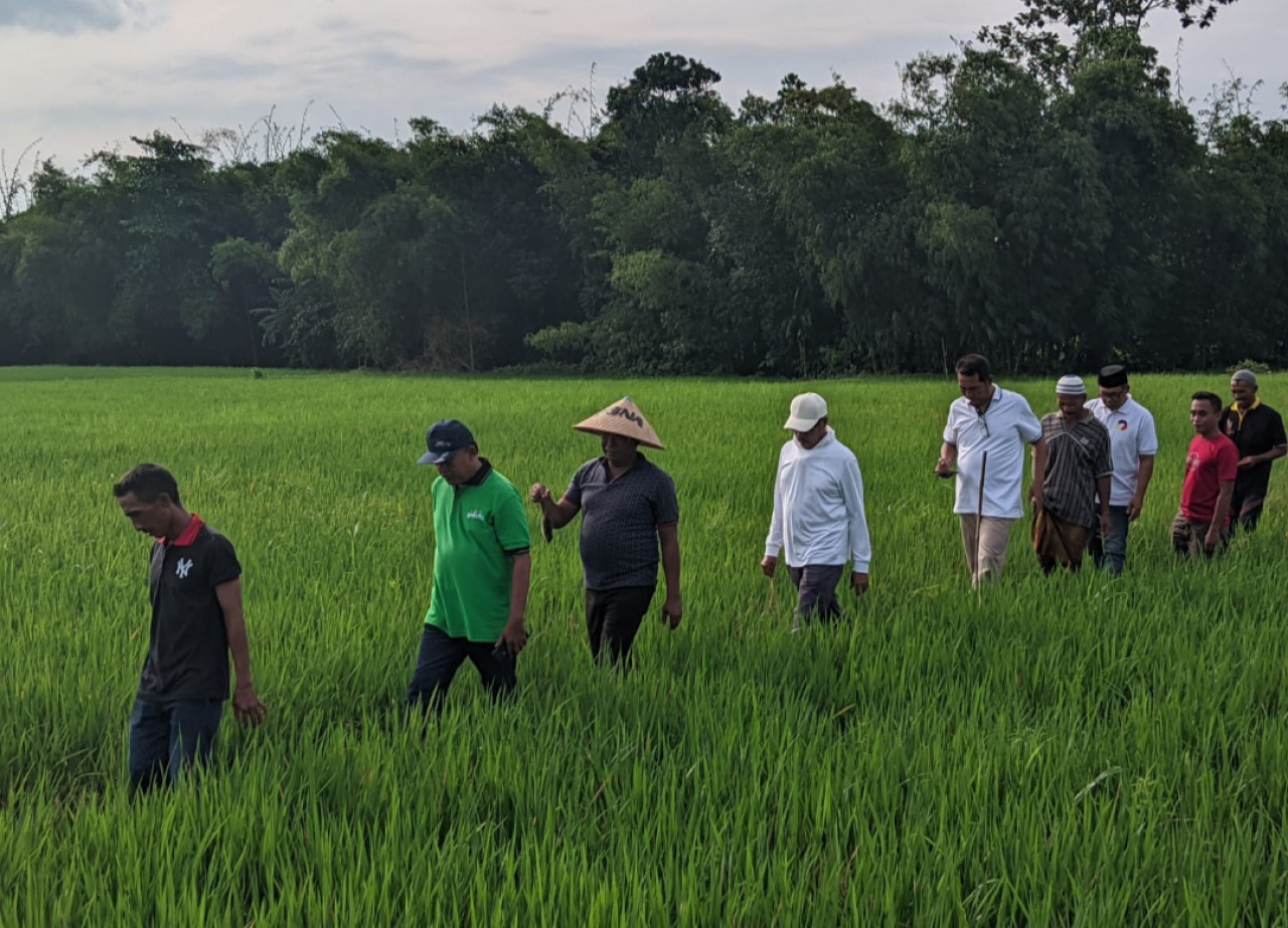 30 Hektare Tanaman Padi di Jember Diserang Hama Tikus, Salah Pola Tanam
