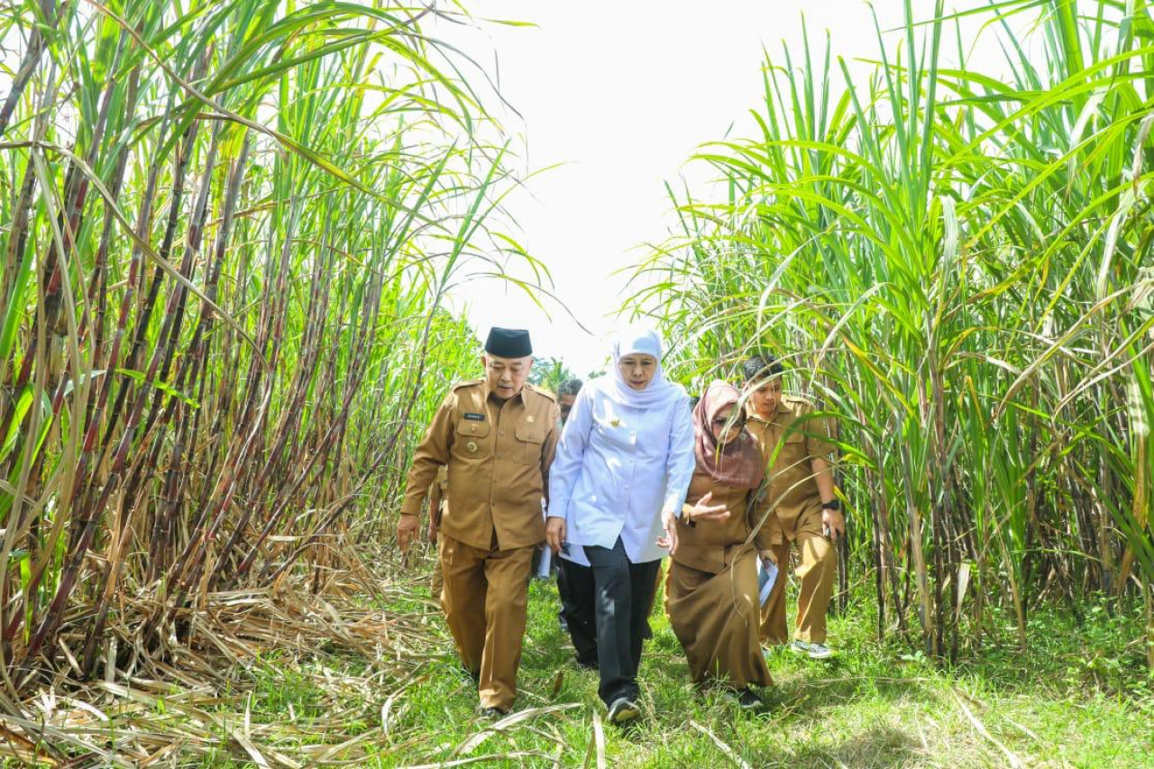 Khofifah bersama Bupati Malang Sanusi meninjau lahan yang akan diproyeksikan jadi Sekolah Rakyat (foto: Humas Pemprov Jatim for jatimnow.com)