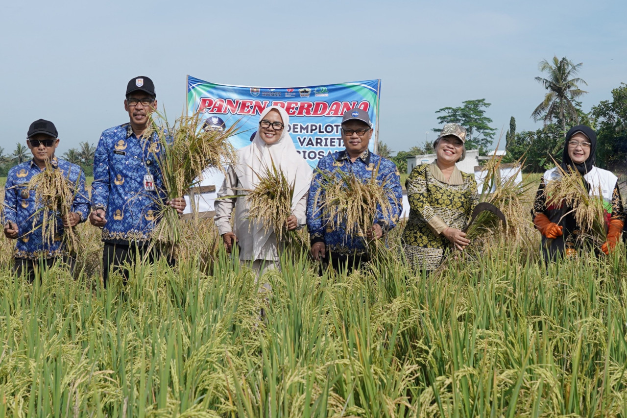 Panen pagi. (Foto: Ahmad Fauzani/jatimnow.com)