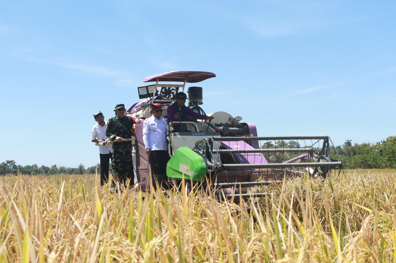 Banyuwangi Panen Raya Serentak, Dukung Program Swasembada Pangan Presiden