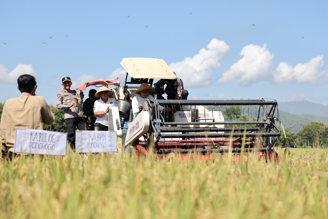 Panen raya di Ponorogo. (Foto: Ahmad Fauzani/jatimnow.com)