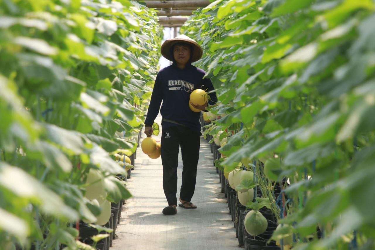 Wisata petik melon di kawasan Ngrowo Bening Edupark, Kota Madiun. (Foto: madiun today)