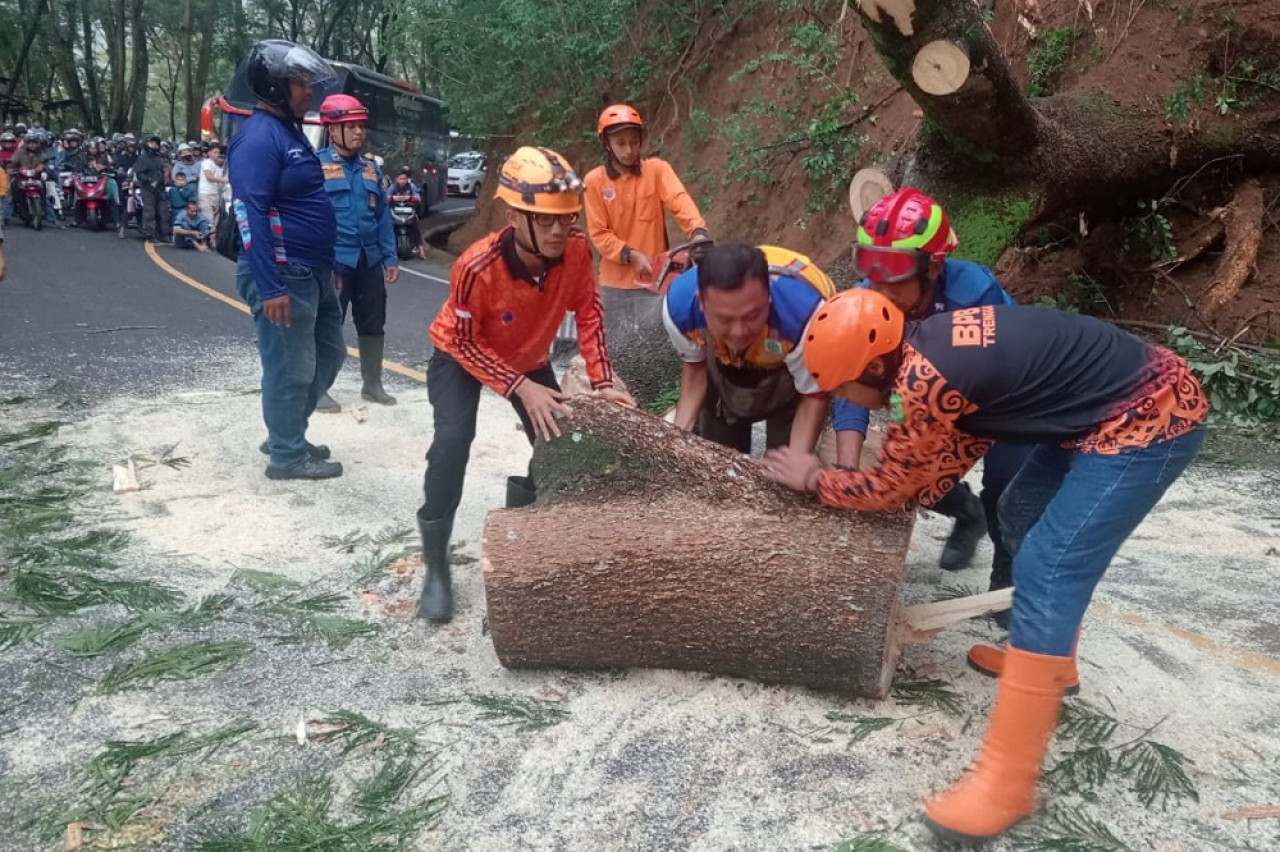 Petugas berusaha mengevakuasi pohon tumbang. (Foto: Dok BPBD Tulungagung)