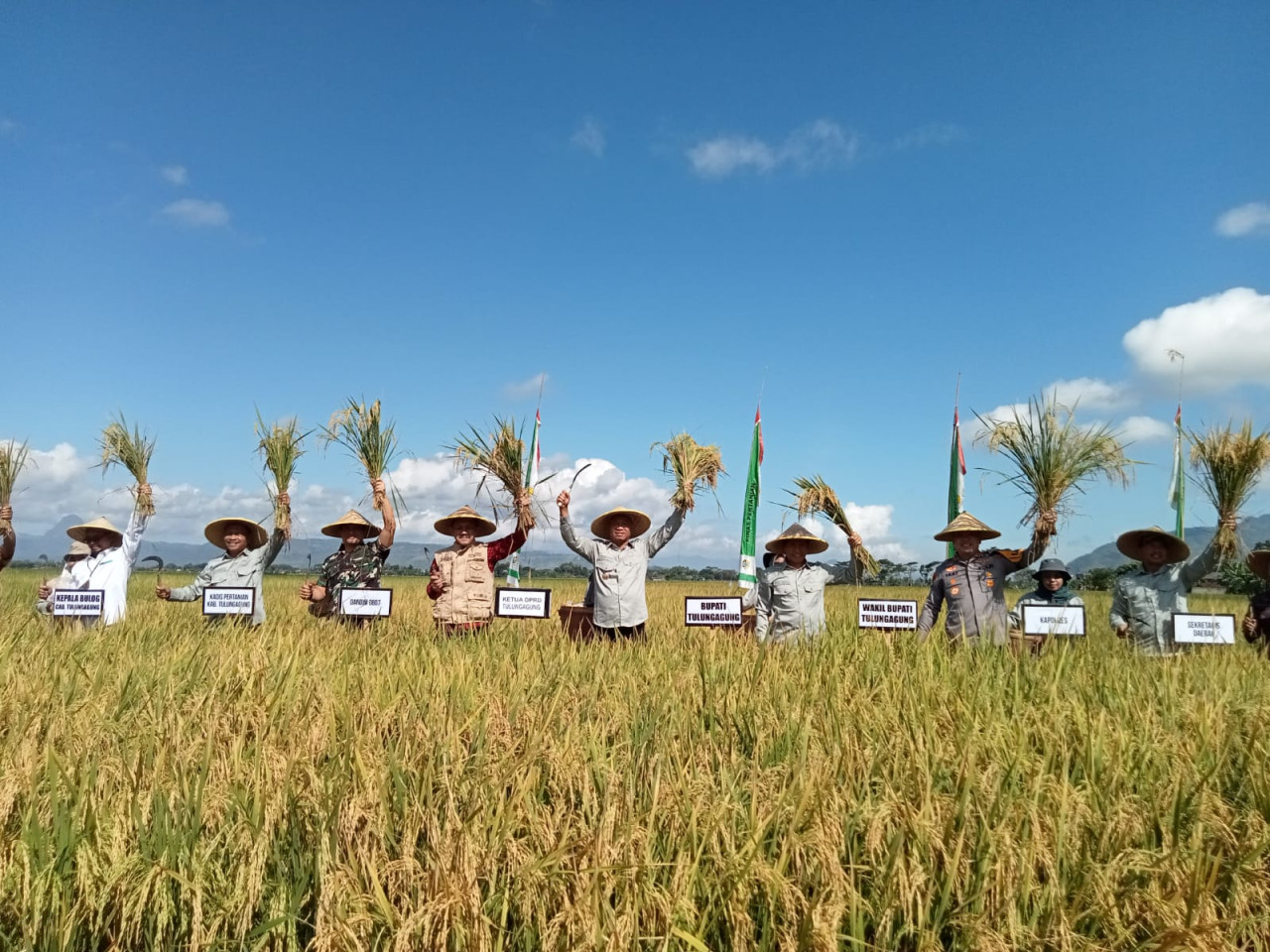 Panen raya yang diikuti Forkopimda Kabupaten Tulungagung. (Foto: Bramanta Pamungkas/jatimnow.com)