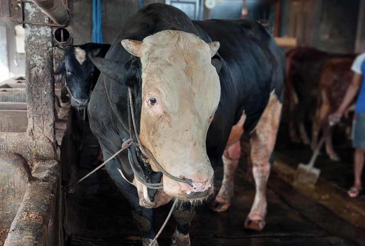 Sapi Oreo milik Presiden Prabowo