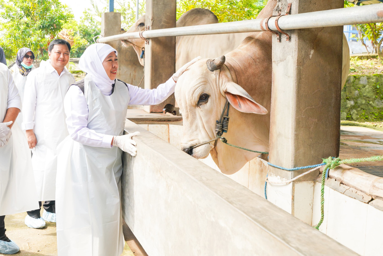 Sapi di Jatim dalam kondisi sehat dan gemuk (foto: Humas Pemprov Jatim for jatimnow.com)