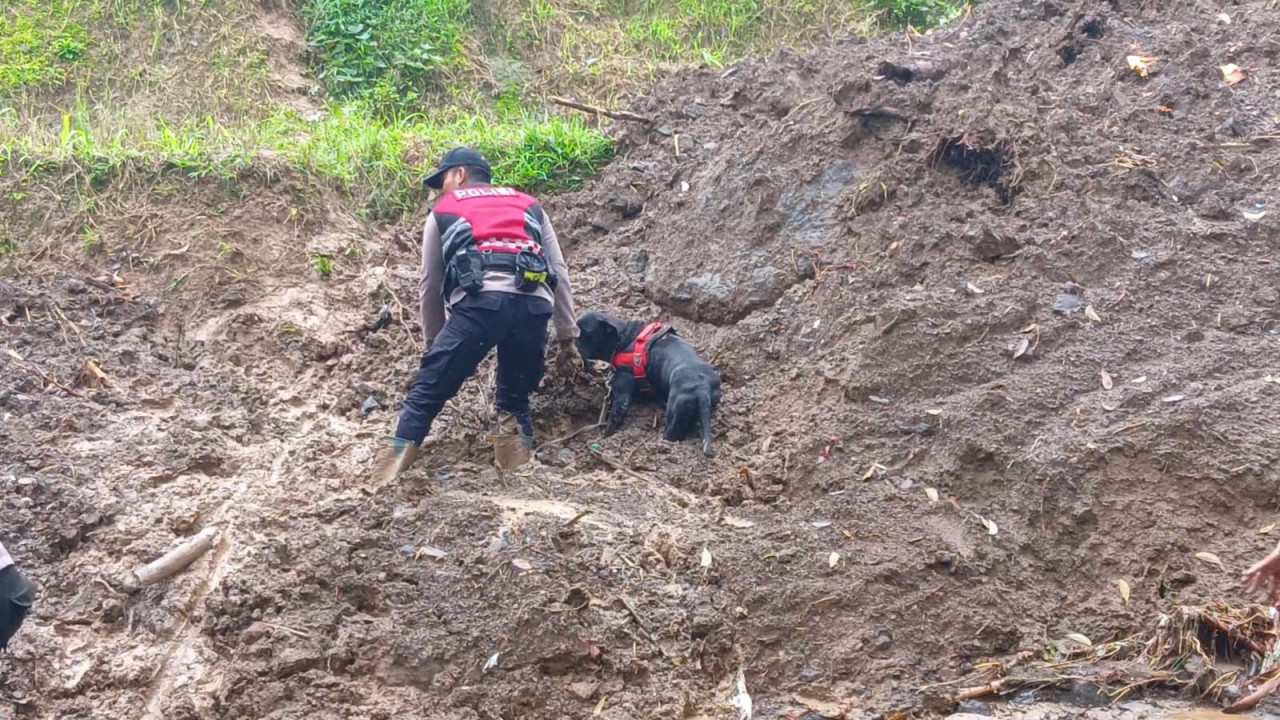 Anjing pelacak cari korban longsor Trenggalek. (Foto: Bramanta Pamungkas/jatimnow.com)