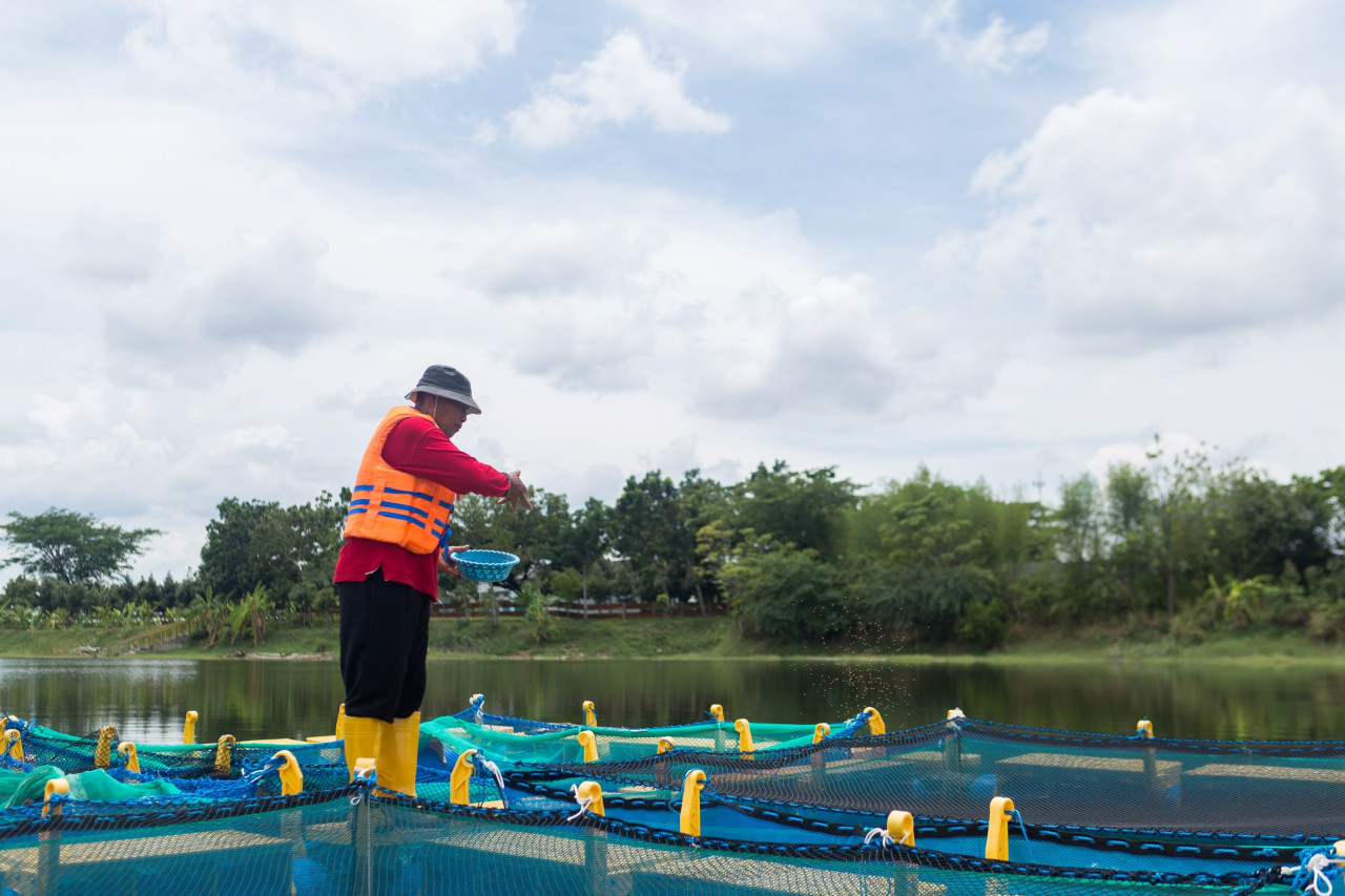 Budidaya ikan nila di keramba apung kawasan Ecopark Kambang Semi lahan pascatambang tanah liat SIG Pabrik Tuban, Jawa Timur, yang dikelola oleh petani sekitar perusahaan yang tergabung dalam petani green belt.