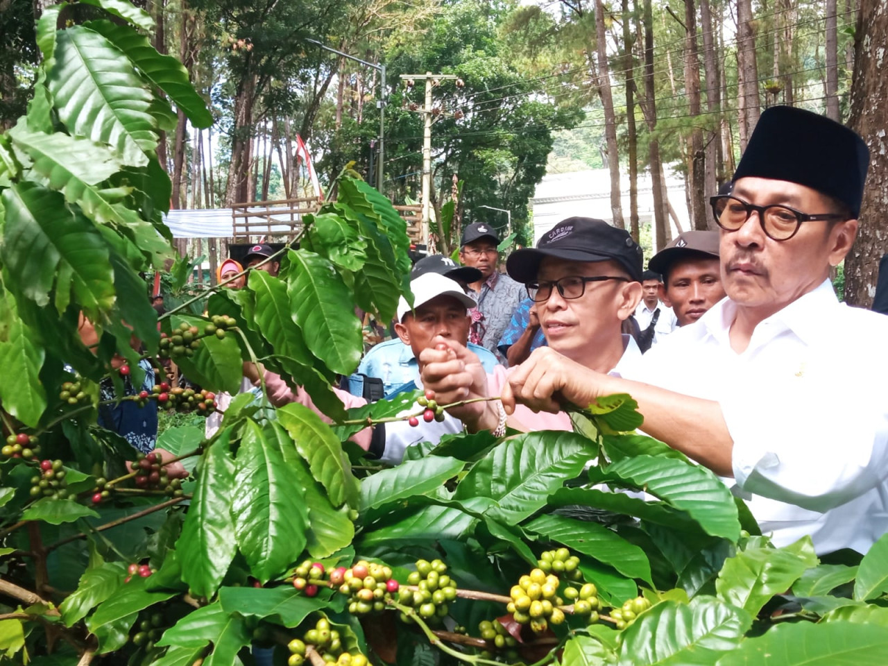 Wabup Jember Djoko dalam panen pertama Kopi Silo (foto: Sugianto/jatimnow.com)