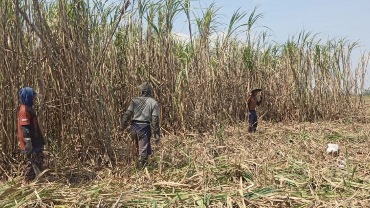 Musim tebang di Kediri. (Foto: Kebun Dhoho/jatimnow.com)
