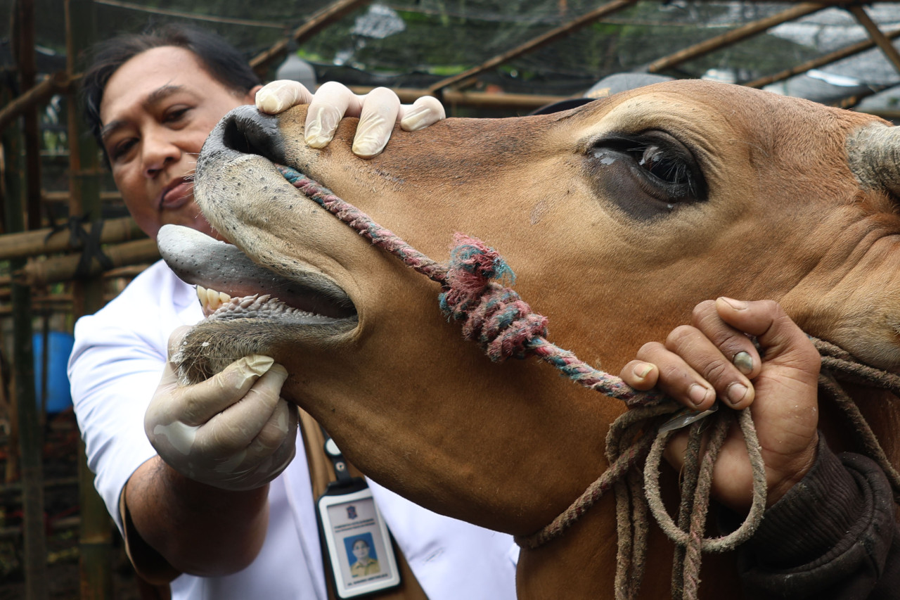 Pemeriksaan hewan kurban