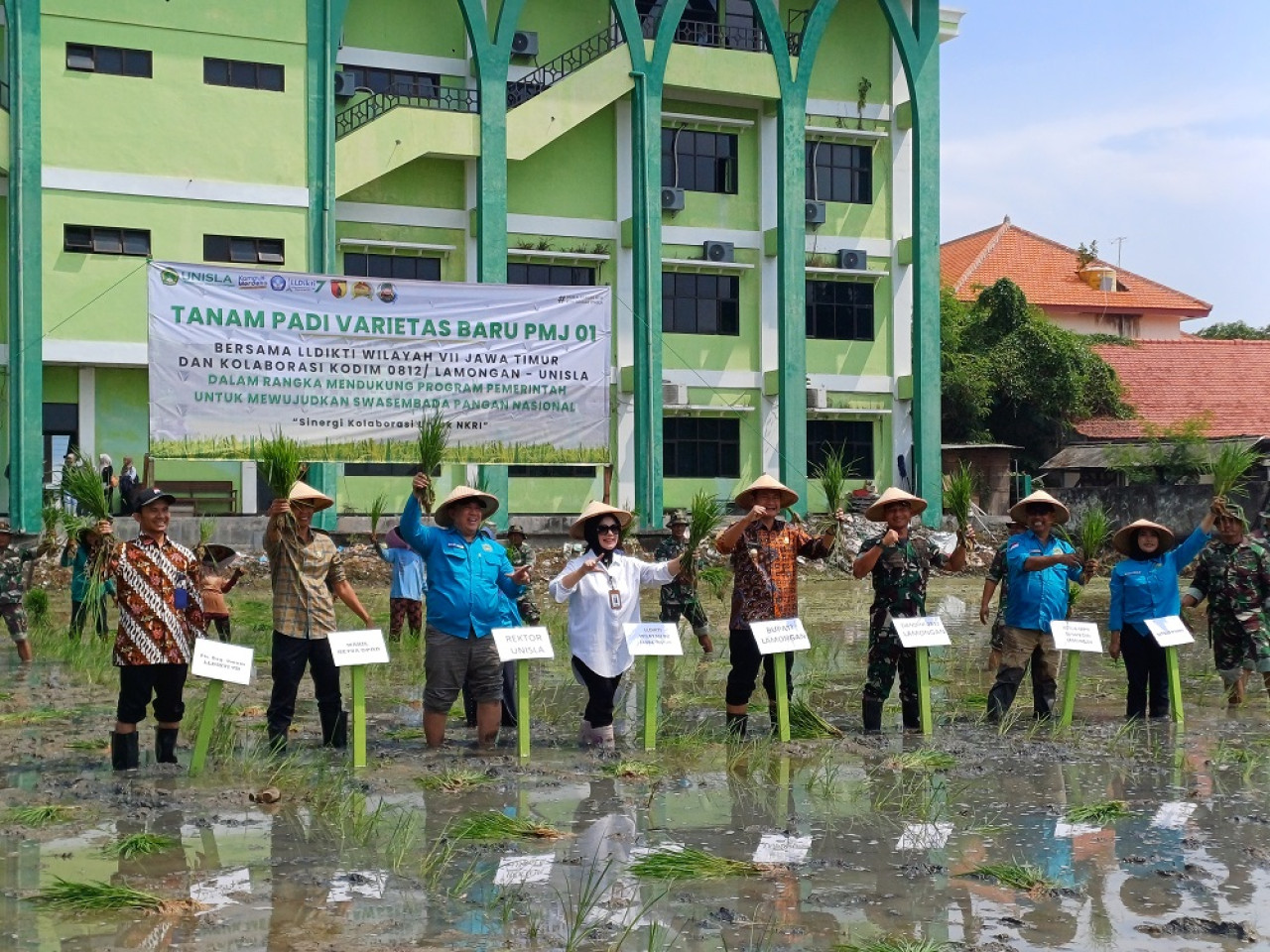 Penanaman padi PMJ 01 di laham tanam milik Unisla Lamongan. (Foto : Adyad Ammy Iffansah/jatimnow.com)