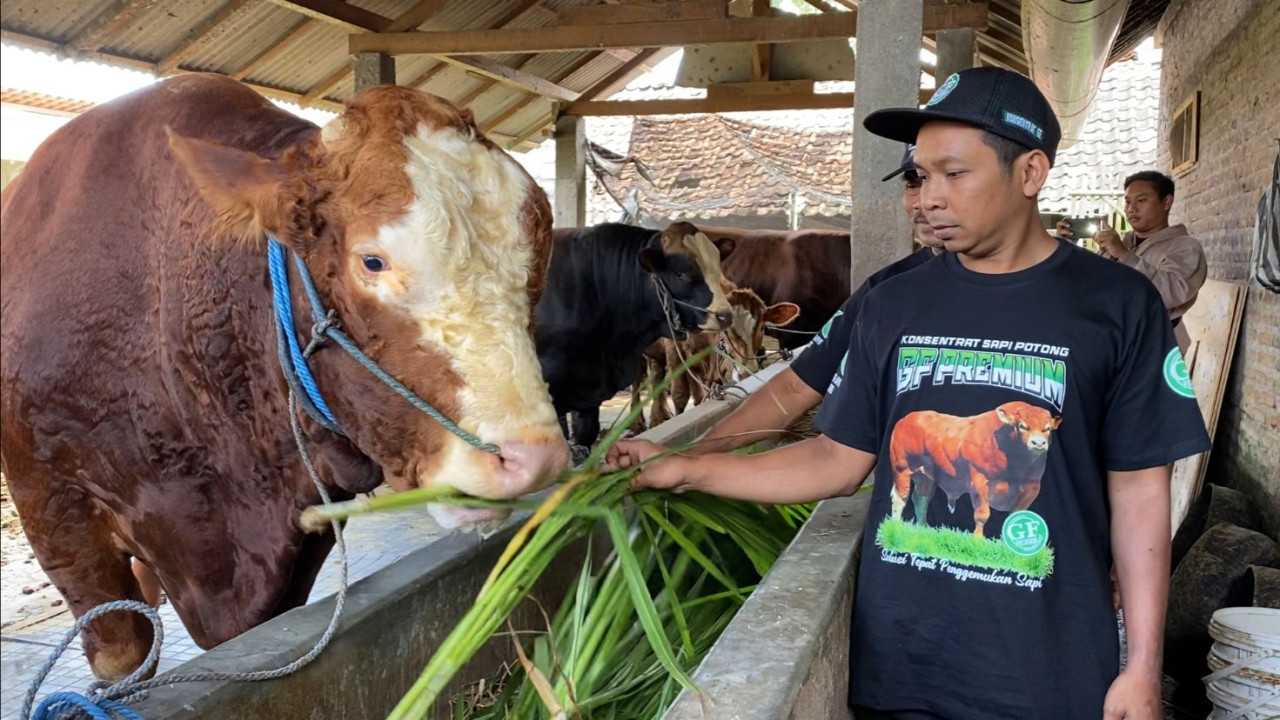 Glewo, sapi yang dipilih menjadi hewan kurban Prabowo Subianto (foto: Bramanta Pamungkas/jatimnow.com)
