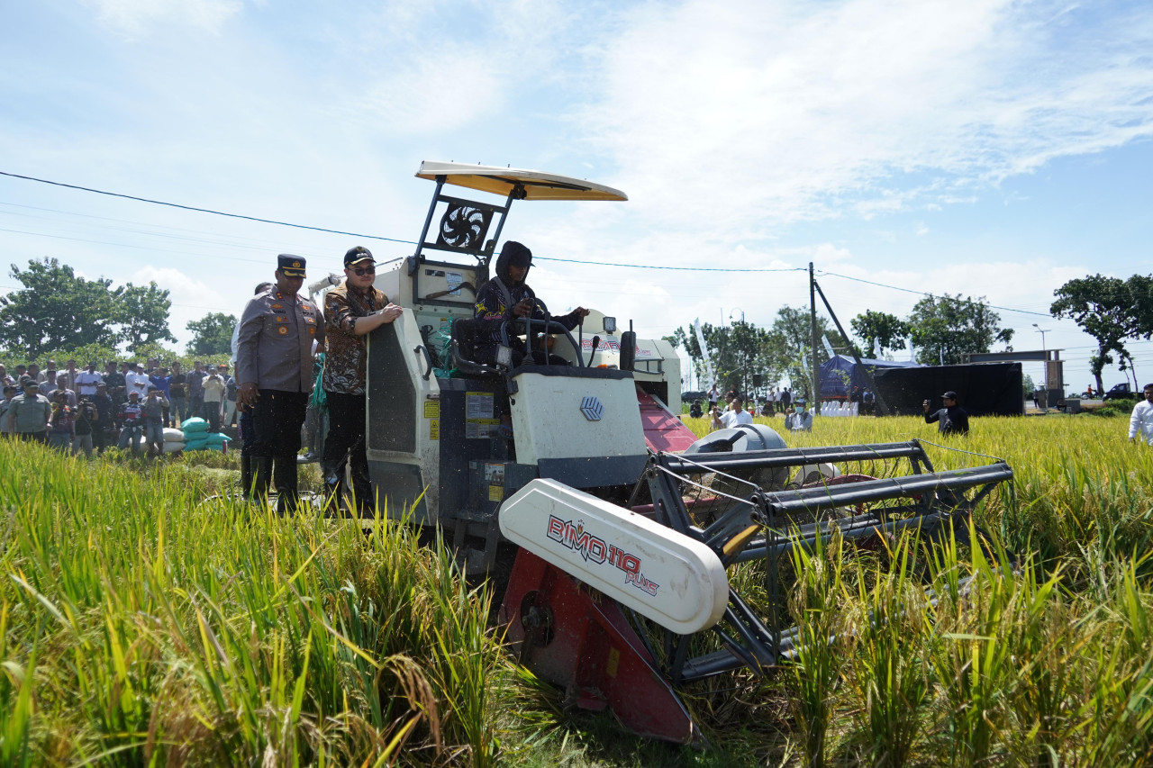Mas Dhito panen padi bersama petani di Kediri. (Foto: Pemkab Kediri/jatimnow.com)