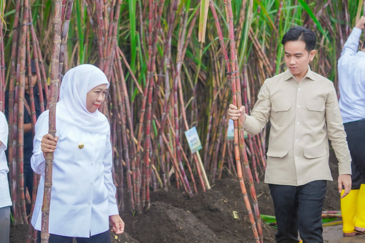 Khofifah dampingi panen tebu Wapres Gibran di Banyuwangi (foto: Humas Pemprov Jatim for jatimnow.com)