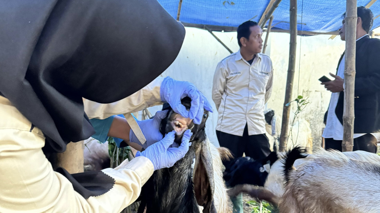 Disnakeswan Lamongan Sisir Lapak Hewan Kurban, Pastikan Standar Kesehatan