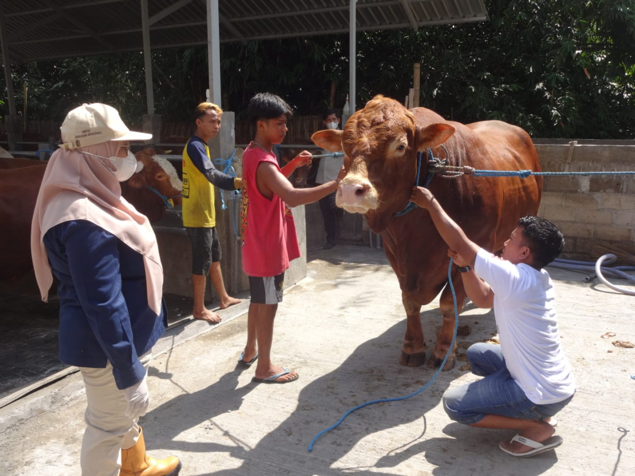 Inilah Bejo, Sapi Kurban Presiden Prabowo dari Tulungagung
