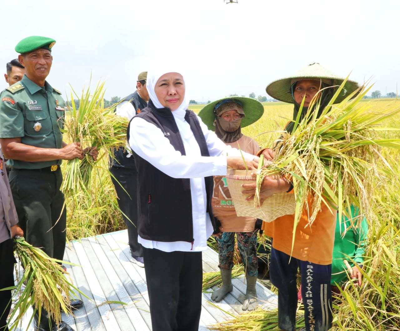 Khofifah saat panen raya (dok.jatimnow.com)