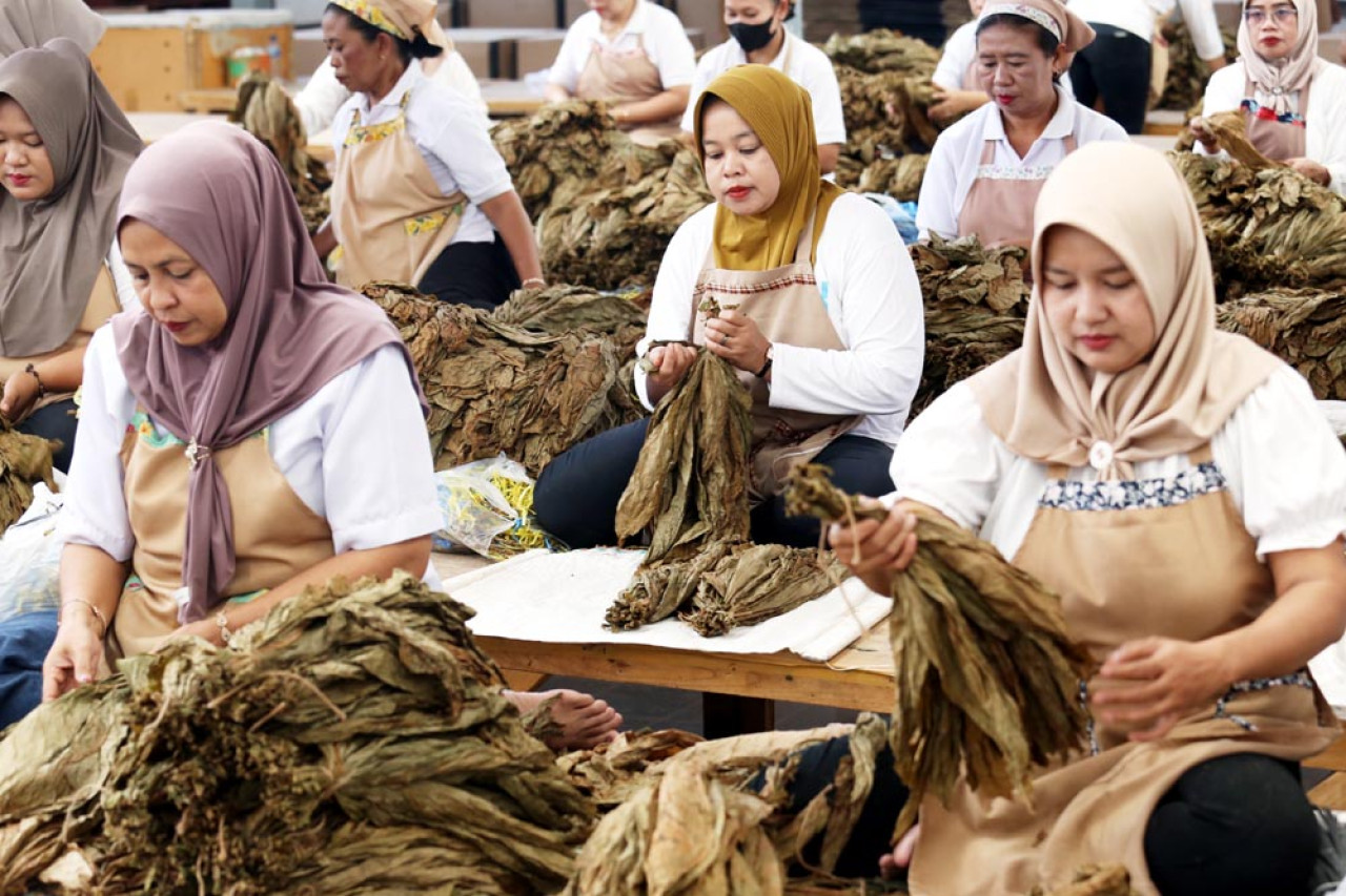 Para pekerja perempuan sedang melakukan kegiatan unting daun tembakau. Kegiatan ini dilakukan untuk membedakan daun per unting sesuai merk, ukuran, juga keutuhan daun. Foto: Ali Masduki/JatimNow.com