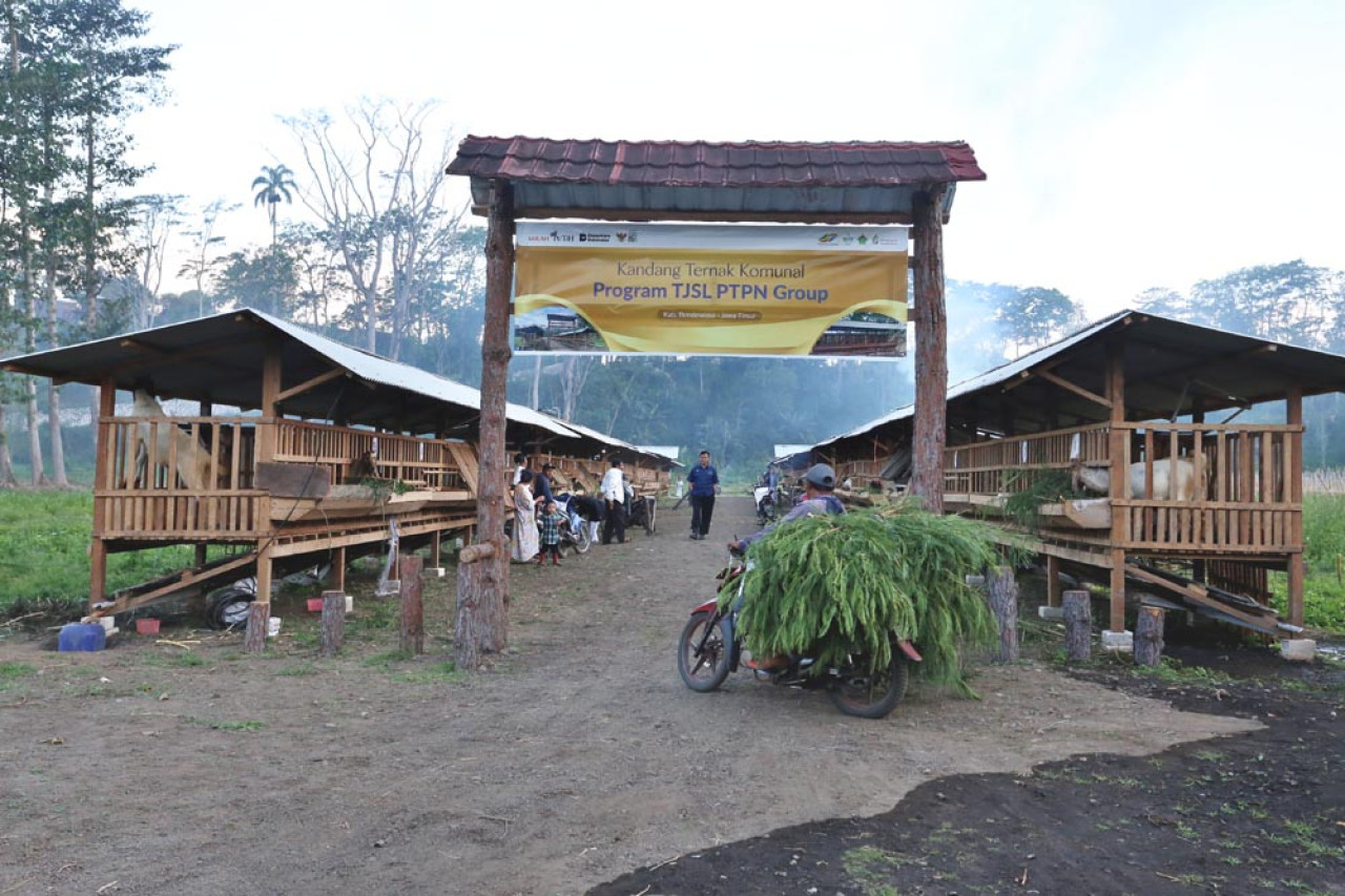 Di Kaki Gunung Ijen, Kandang Komunal PTPN Tumbuhkan Harapan Baru