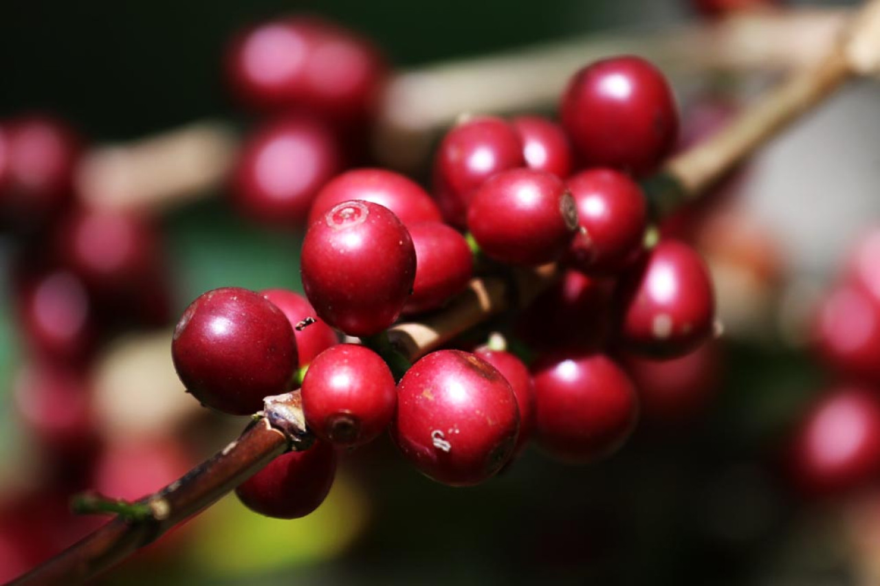 Rona Kopi Ijen di lereng Gunung Ijen. Foto: Ali Masduki/jatimnow.com