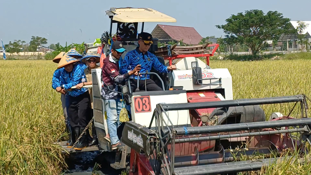 Panen padi di lahan Lapas kelas IIB Lamongan. (Foto: Adyad Ammy Iffansah/jatimnow.com)