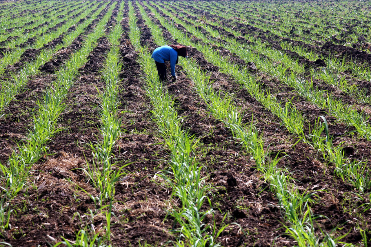 Petani beraktifitas di lahan tebu, beberapa waktu lalu. Foto: Ali Masduki/jatimnow.com