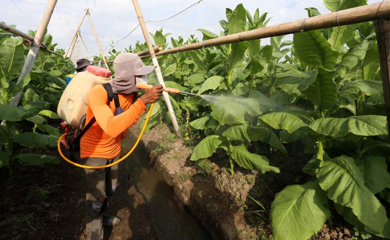 Rahasia Tembakau, Manfaat Kesehatan yang Tak Terduga!