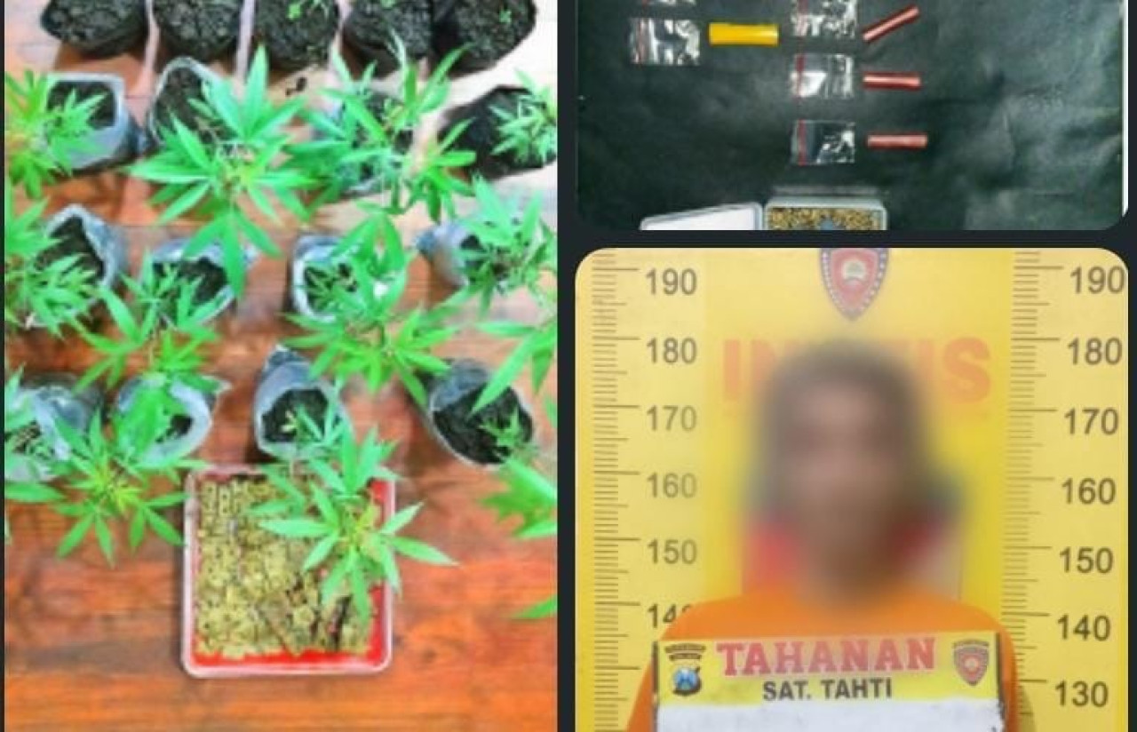 Barang bukti ganja. (Foto: Polres Malang/jatimnow.com)
