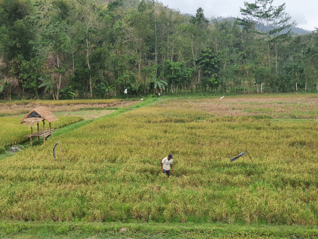 Foto: Salah satu sawah petani di Tulungagung yang terserang wereng (Bramanta/jatimnow.com)