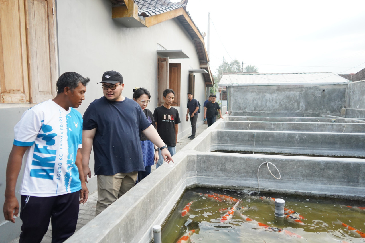 Mas Dhito saat melihat peternakan Koi di Kediri. (Foto: Pemkab Kediri/jatimnow.com)