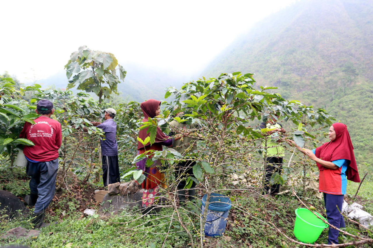 Sejumlah petani memetik kopi Arabika di Lereng Gunung Arjuna, Pasuruan, Jawa Timur, Senin (04/8/2025). Petani yang tergabung dalam LPHD Arjuna Lestari ini merupakan binaan Pertamina Patra Niaga Jatimbalinus. Foto: Ali Masduki/JatimNow.com