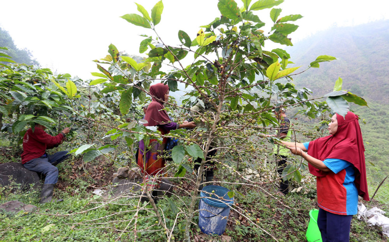 Harum Kopi dan Asa Petani di Balik Kabut Gunung Arjuna