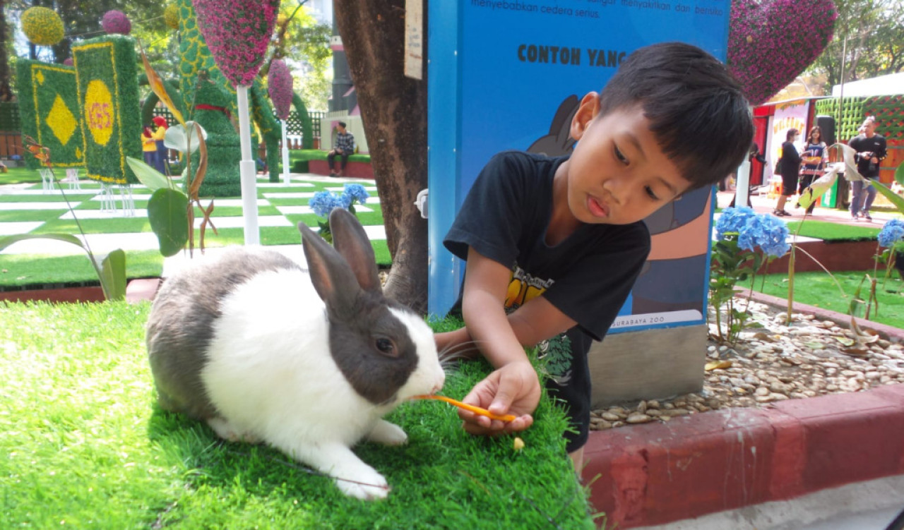 Anak-anak bisa berinteraksi langsung dengan puluhan kelinci dari berbagai jenis di wahana edukasi interaktif "Rabbits in Wonderland (RIW)" di KBS. Foto: Ali Masduki/JatimNow.com