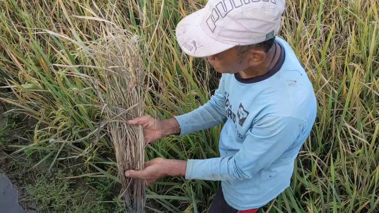Foto: Petani menunjukkan akibat serangan hama wereng (Bramanta/jatimnow.com)