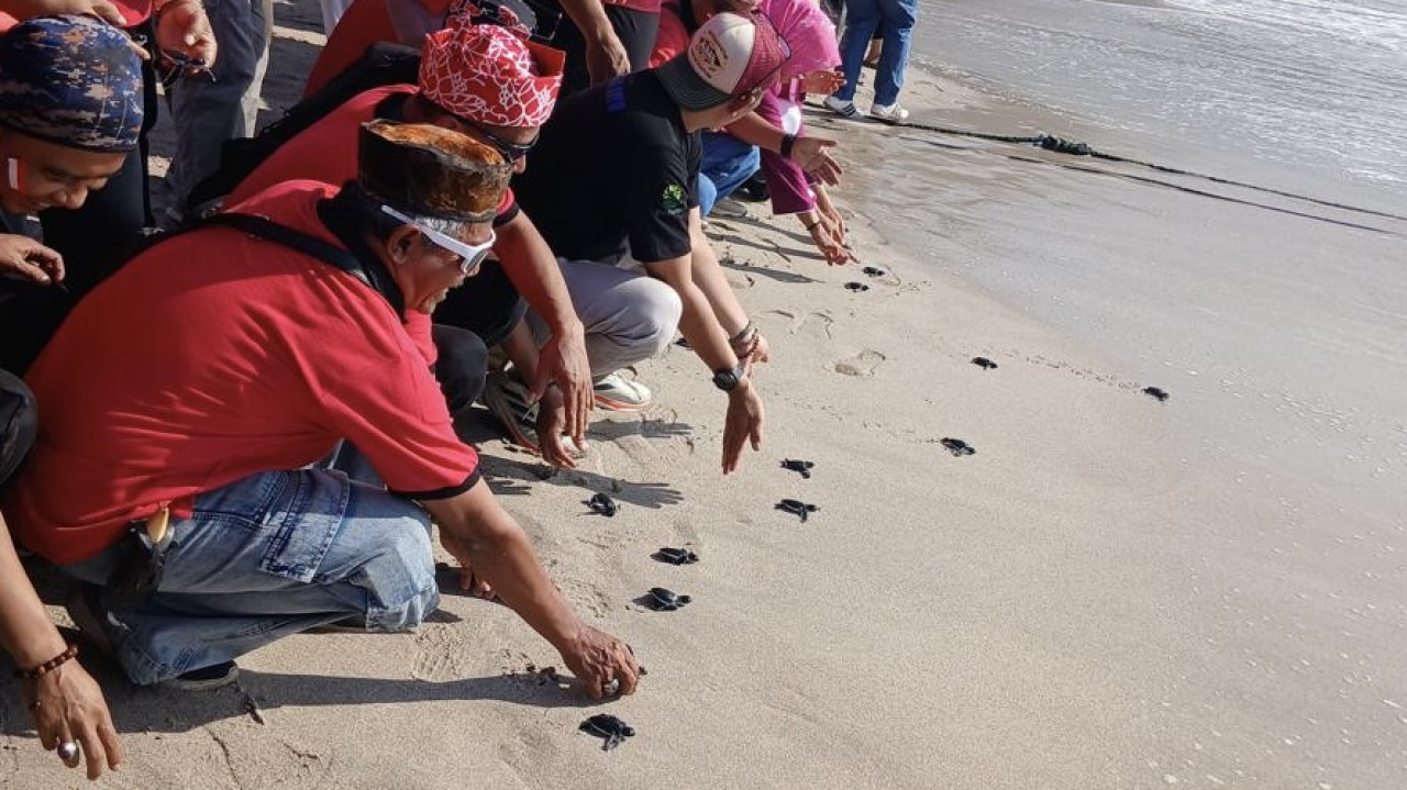 KPH Jember melepas ratusan Tukik dan burung perkutut. (Foto: Sugianto/jatimnow.com)