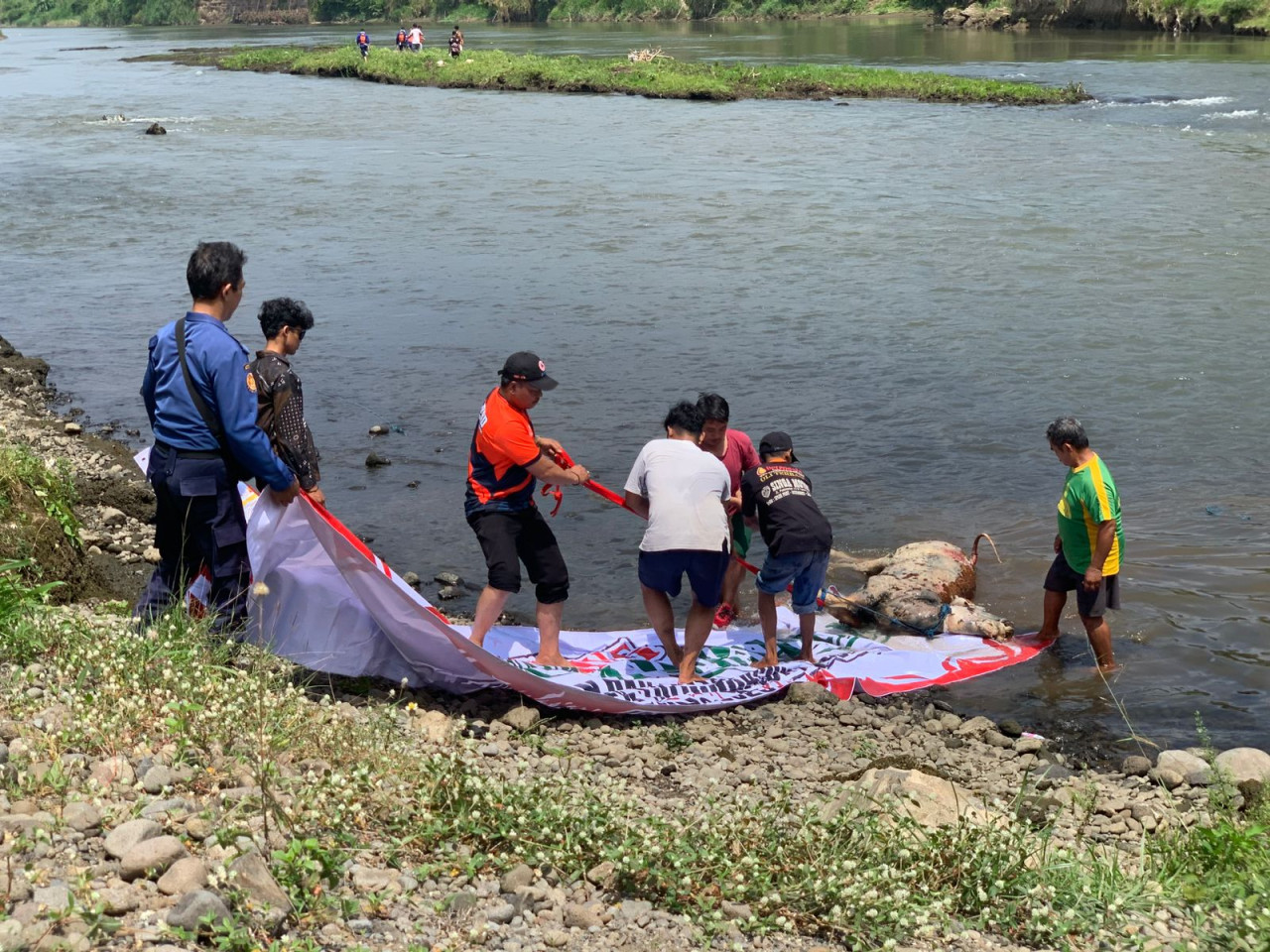 Foto: Petugas mengevakuasi bangkai sapi di Sungai Brantas (Bramanta/jatimnow.com)