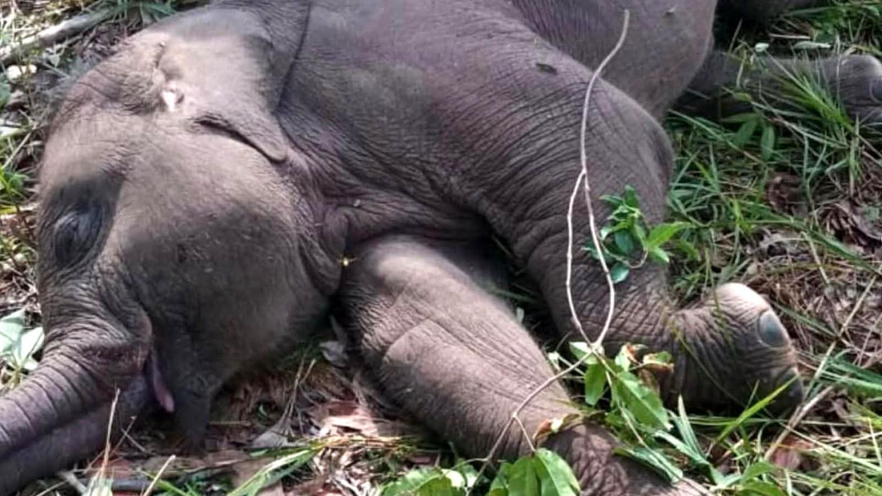 Fakta Pahit Dibalik Kematian Gajah Sumatera