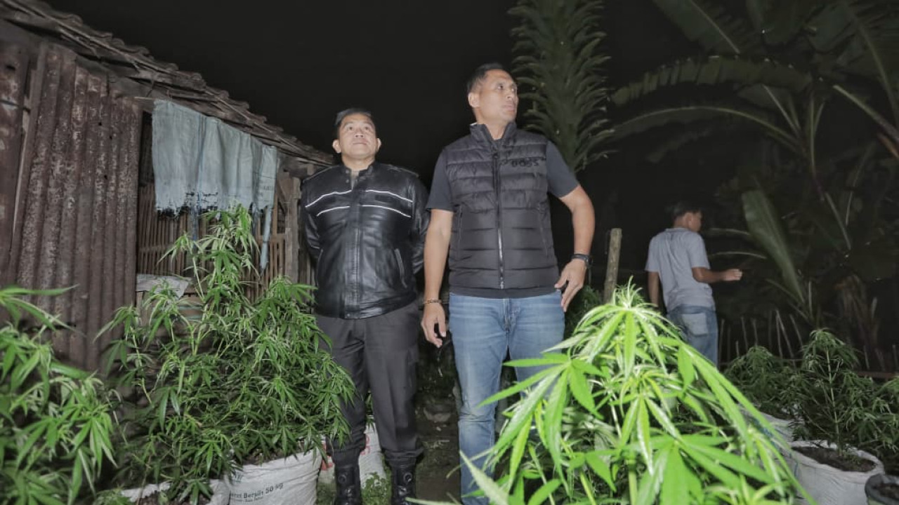 Dalih Pemilik Ladang Ganja di Blitar saat Ditanya Warga, Ngaku Sayur Pedesan