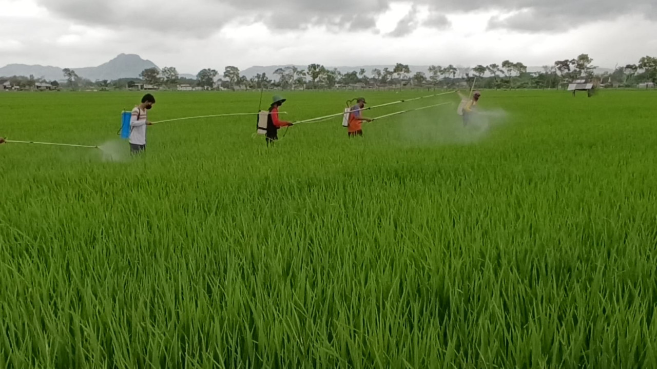 Foto: Petani di Tulungagung menyemprot pestisida (Bramanta/jatimnow.com)
