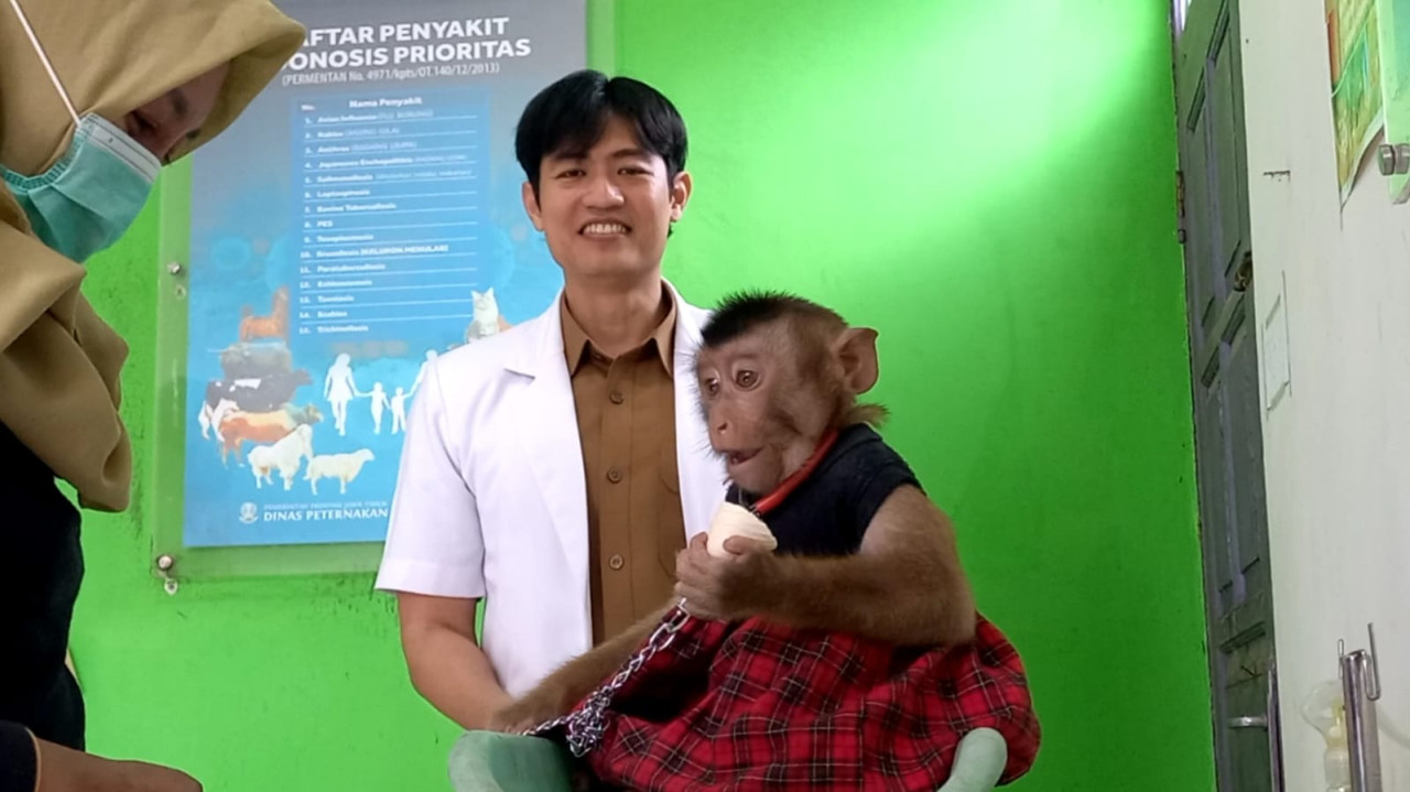 Foto: Seekor monyet yang mendapatkan vaksin rabies gratis di Trenggalek (Bramanta/jatimnow.com)