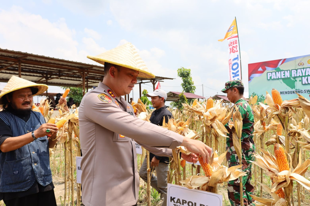 Foto: Kapolres Tulungagung AKBP M Taat Resdi, saat mengikuti panen raya jagung. (Humas Polres Tulungagung/jatimnow.com)