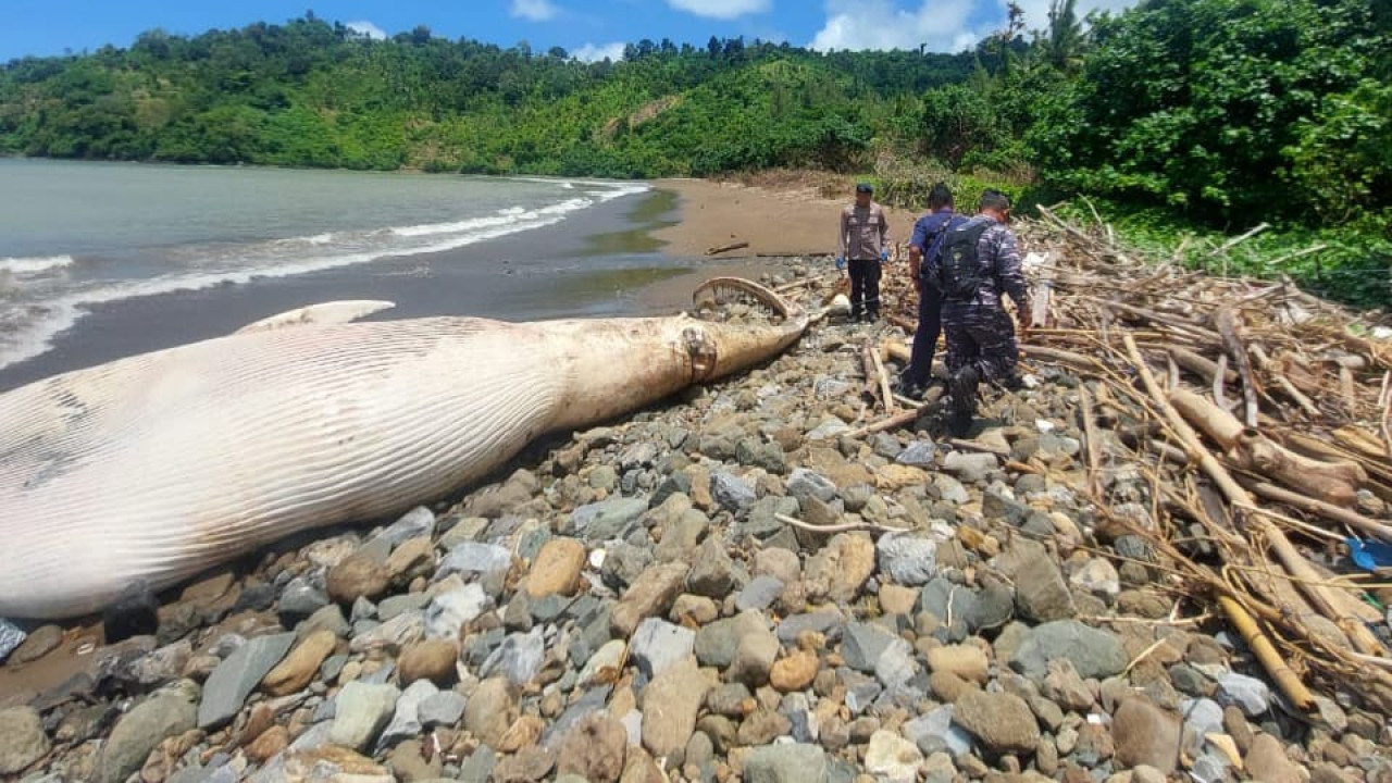 Bangkai Paus Balin Ditemukan Terdampar di Tulungagung