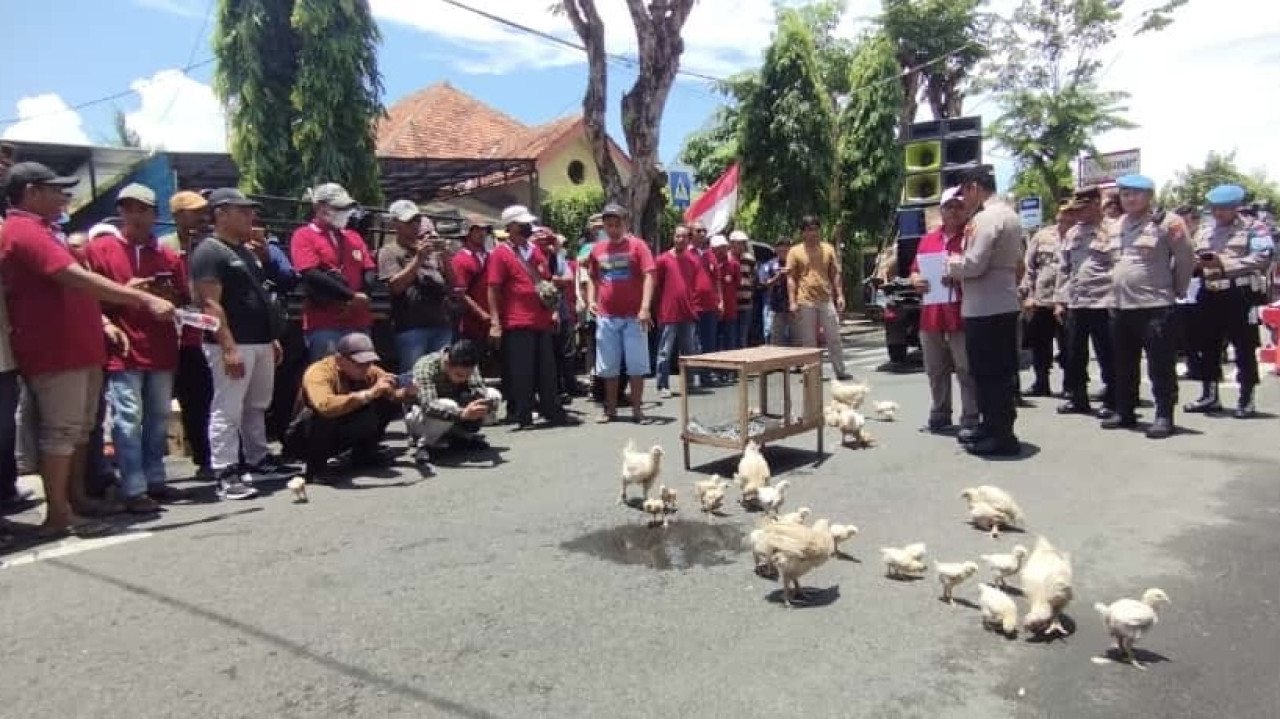 Peternak Ayam Broiler Lamongan Demo, Resah Sering Didatangi Oknum APH