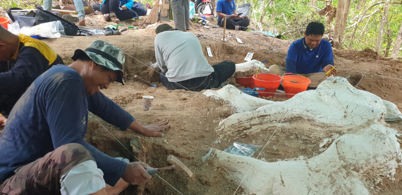 Fosil Gajah Purba Stegodon Ditemukan di Nganjuk, Usia 800 Ribu Tahun